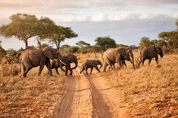 Family Tanzania Safari Itinerary